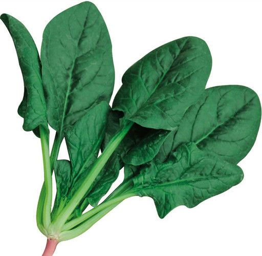 星火166菠菜  菠菜种哪家好   菠菜种型号图片