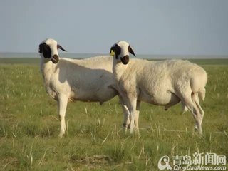 羊肉质量安全追溯系统开发公司 羊肉追溯