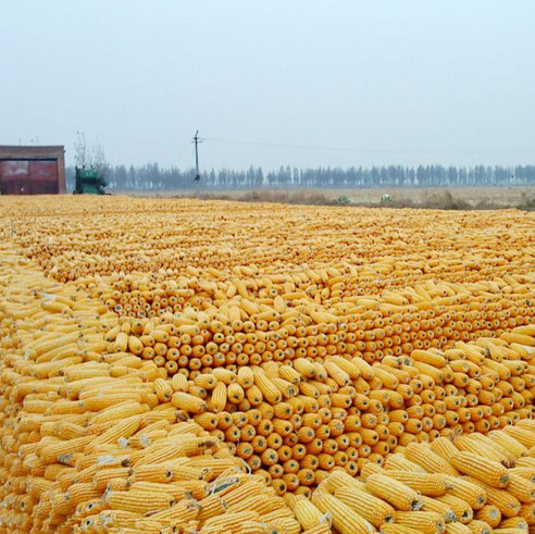 内蒙古玉米种植批发图片