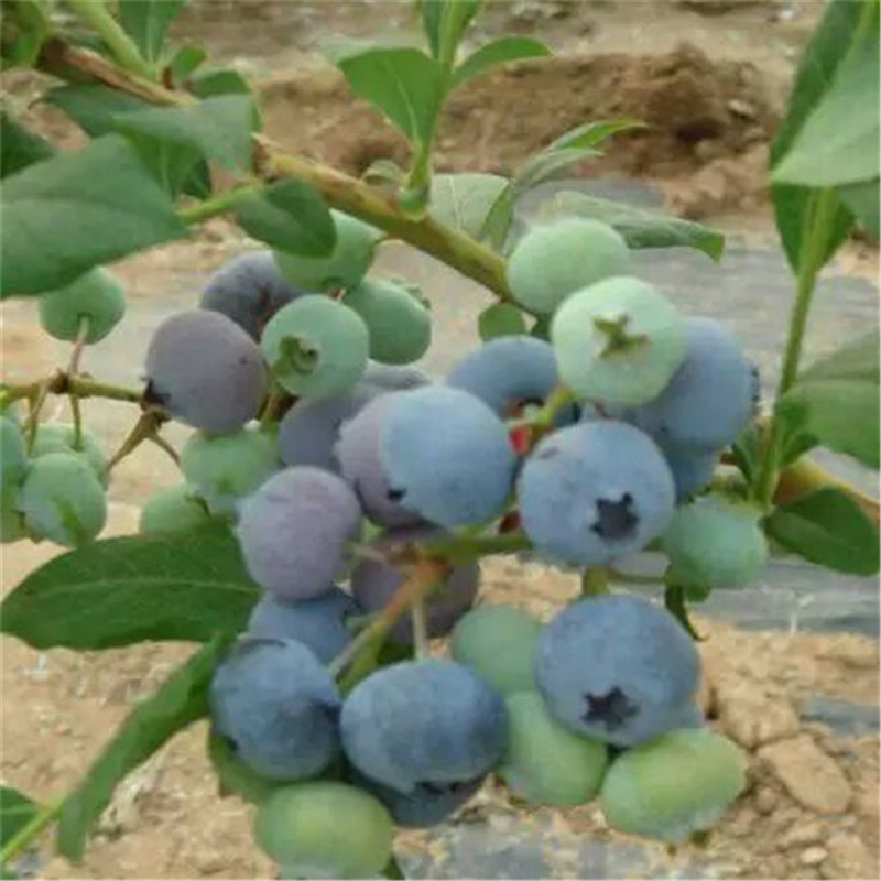 蓝莓树苗 优质蓝莓苗 南方果树苗批发