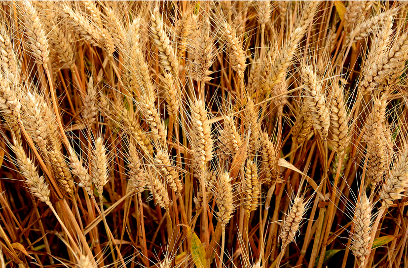 沧州市小麦种植厂家
