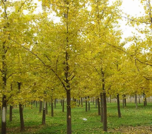 长兴市银杏树种植销售   绿化园林树木种植供应