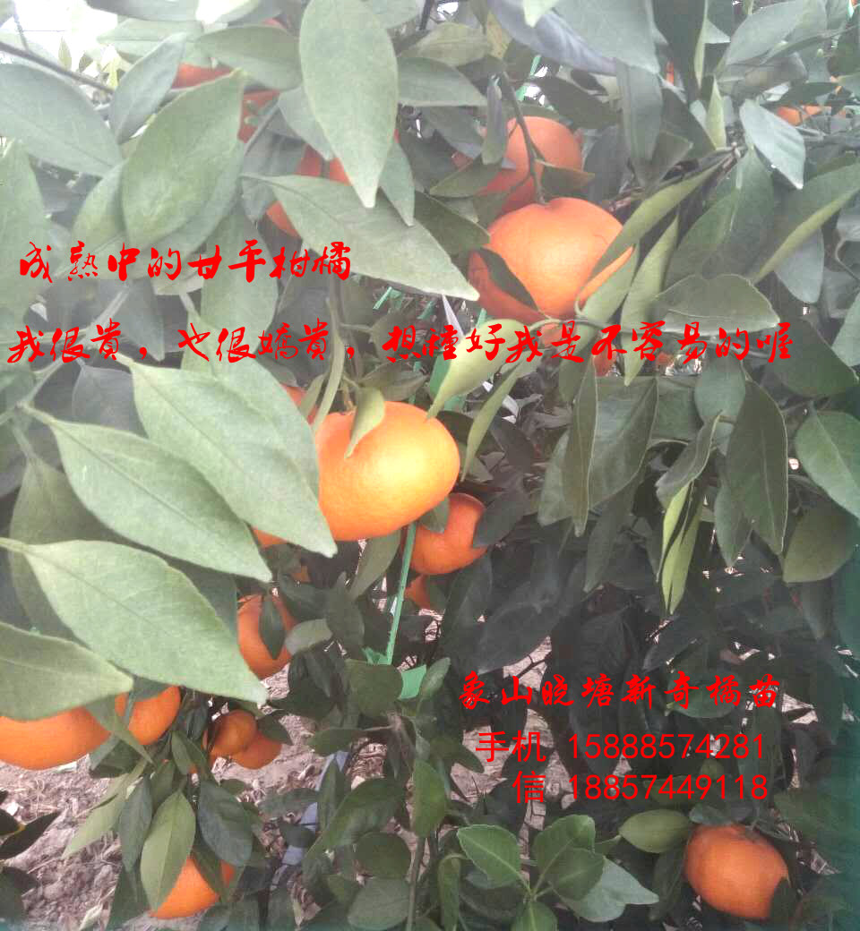 甘平柑橘，历经寒冬高糖高甜，甜入春节的柑橘--象山新奇橘苗 甘平柑橘苗图片