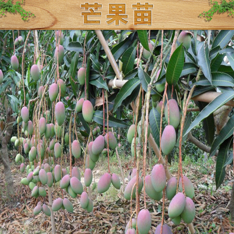 广西芒果-批发商-种植园-报价图片