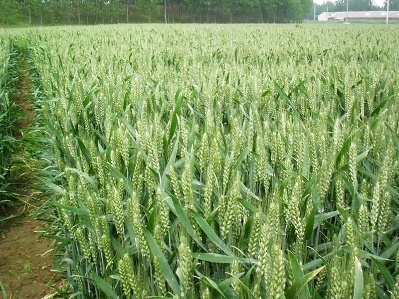 周麦36小麦种子批发