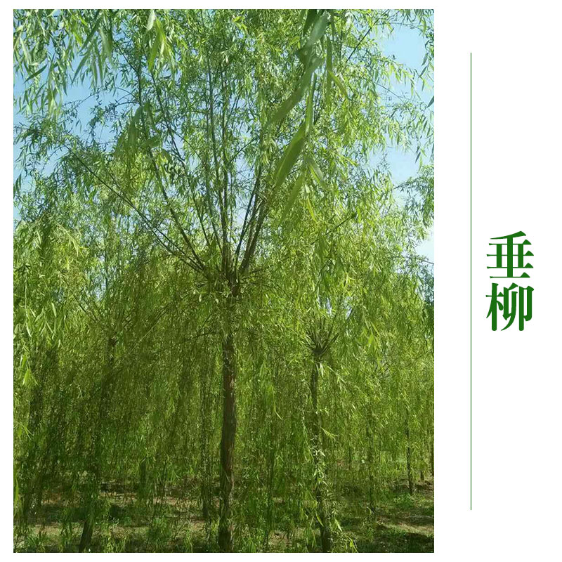 北京垂柳批发 垂柳风景树 行道庭院乔木绿化 垂柳厂家优惠批发图片