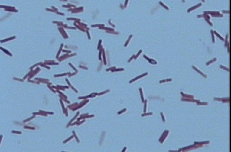 泰安市有机肥厂用微生物菌剂地衣芽孢杆菌厂家