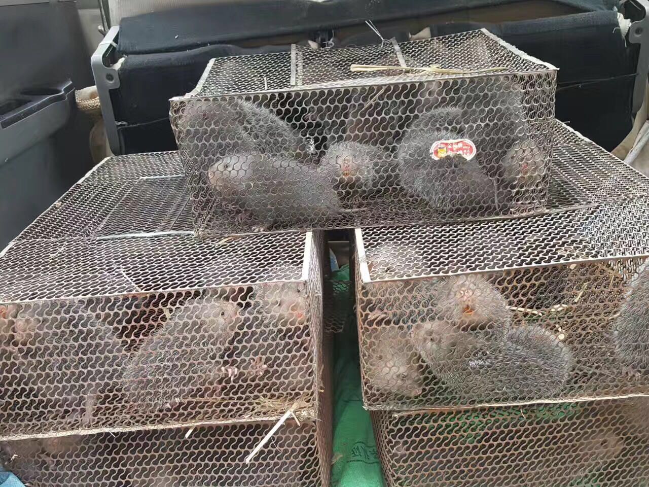 柳州市供应竹鼠种苗，哪里有竹鼠种苗出售厂家供应竹鼠种苗，哪里有竹鼠种苗出售