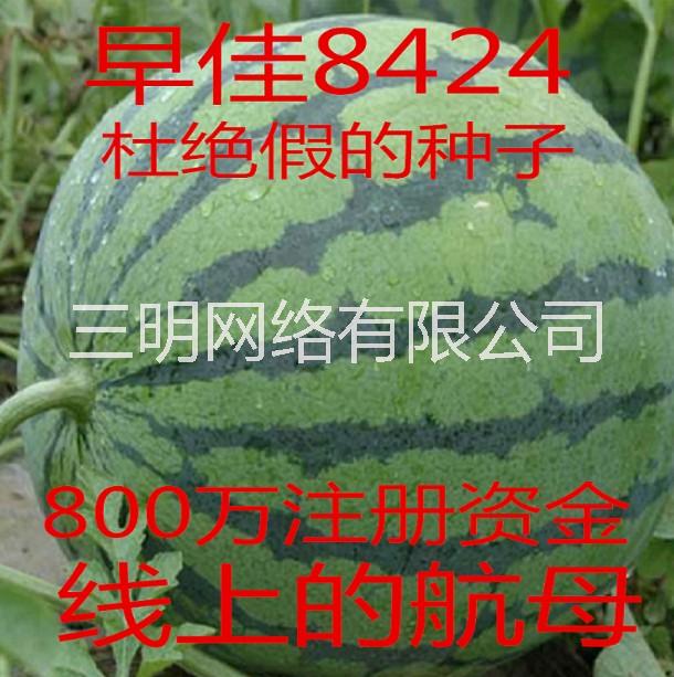 西瓜种子8424大西瓜 大西瓜种子8424西瓜种子图片