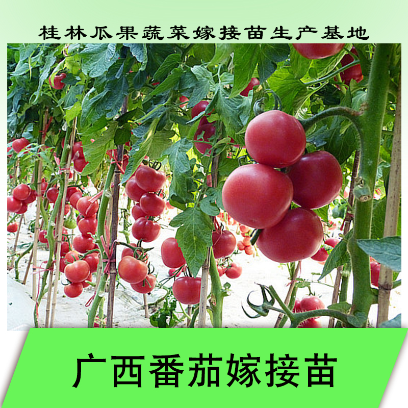 番茄嫁接苗 预防土传病害西红柿苗 番茄嫁接苗厂家 优质番茄嫁接苗