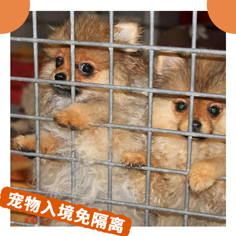 国际宠物托运 宠物报关清关宠物入境免隔离 回国出国空运宠物