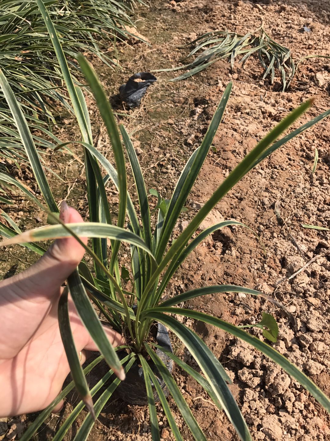 福建金边沿街草种植基地，福建金边沿街草自产自销，福建金边沿街草质优价廉，福建金边沿街草苗木