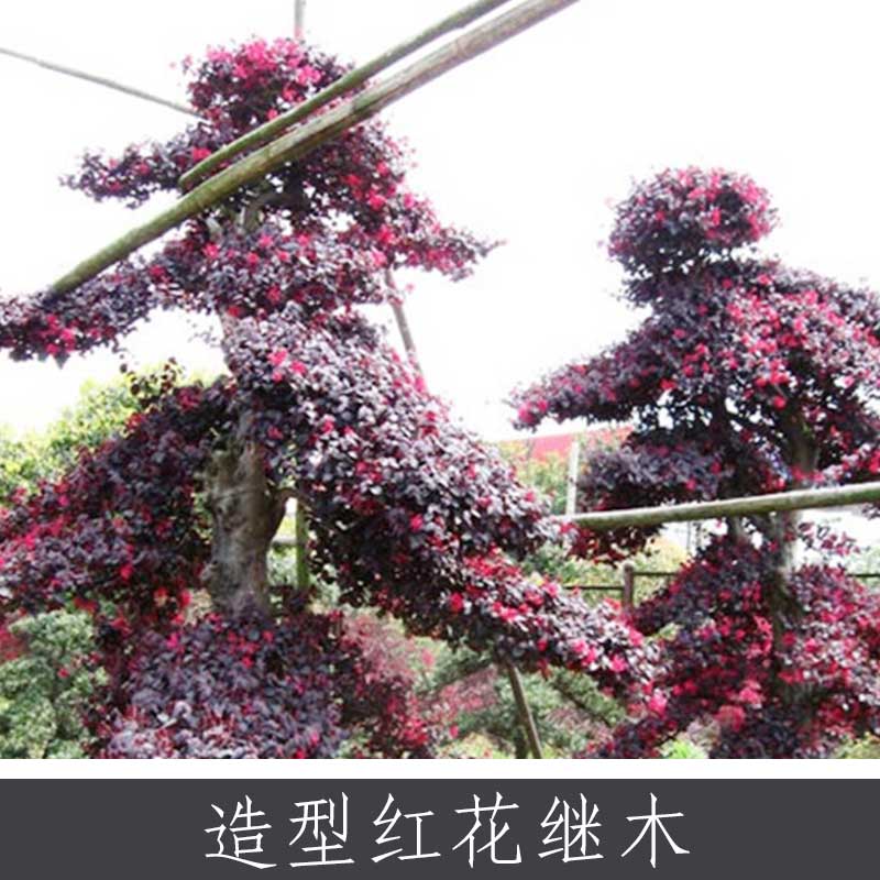 造型红花继木 中国特色花卉之一 园林行道观赏常绿灌木红花继木图片