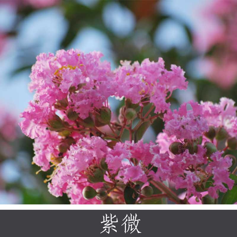 紫薇 国家珍贵环境保护植物 园林观赏花木落叶乔木批发 量大价优图片