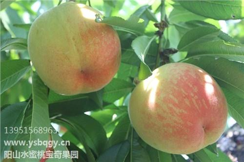水蜜桃的功效 水蜜桃的营养价值有哪些 阳山水蜜桃宝奇果园