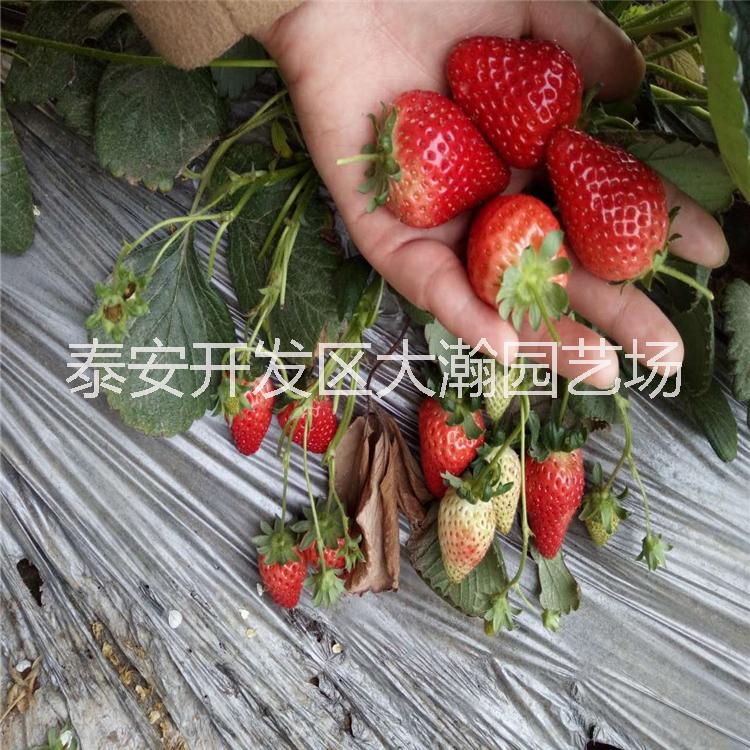 草莓树苗批发