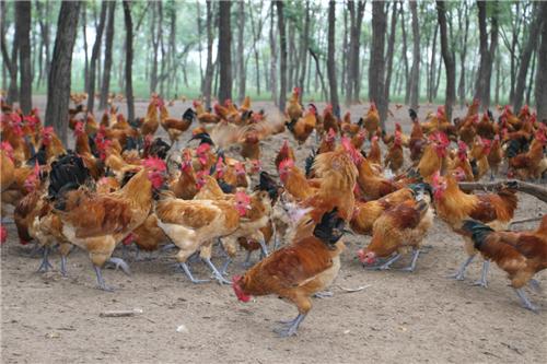保定柴鸡大量供应保定柴鸡报价   保定柴鸡王出售电话 保定柴鸡大量供应