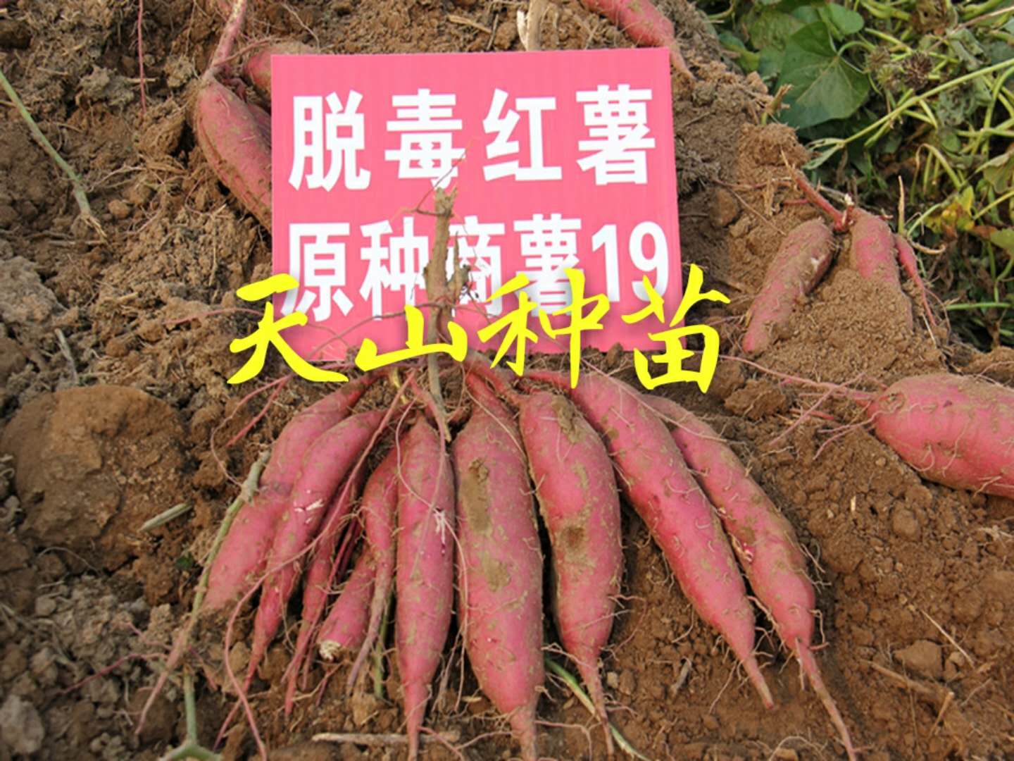 徐州市天山种苗红薯苗西瓜苗黄瓜苗厂家