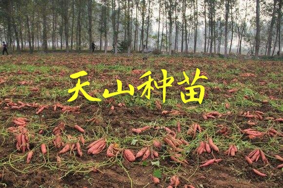 徐州市天山种苗红薯苗西瓜苗厂家