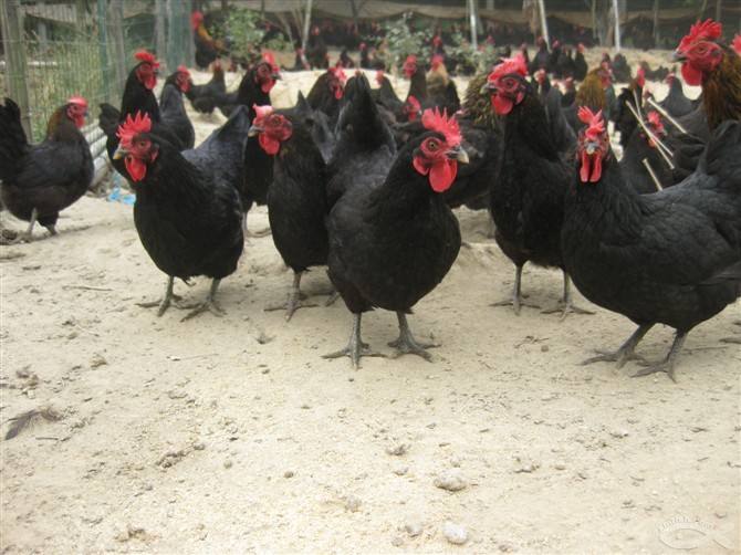 成都黑脚土鸡供应成都黑脚土鸡苗价格优惠包打疫苗成活率高提供养殖技术