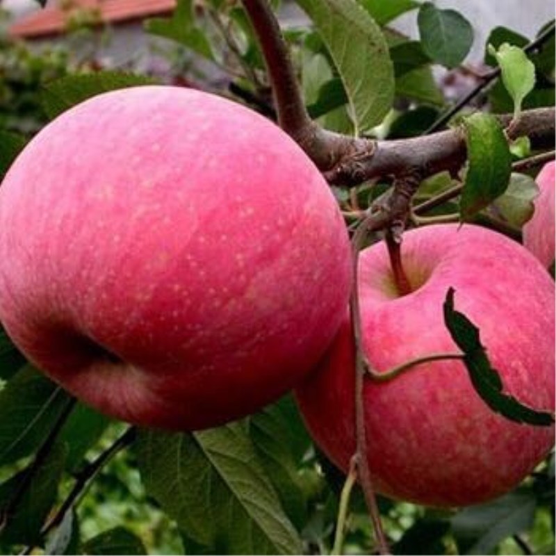 矮化苹果苗烟富6号 富士苹果苗价格 苹果苗新品种蜜脆苹果苗图片