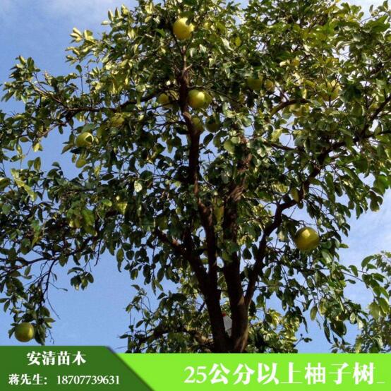 桂林市柚子树厂家