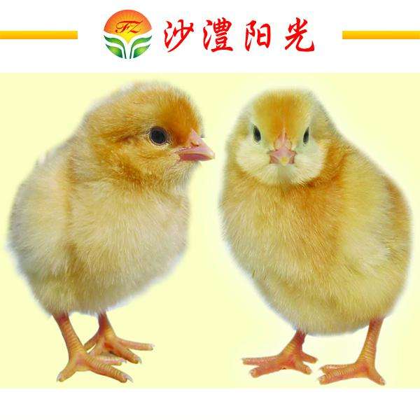 漯河市海兰褐雏鸡、60日龄青年鸡厂家
