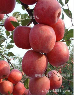 泰安市红富士苹果苗厂家批发红富士苹果苗、优质红富士苹果苗、红富士苹果苗基地