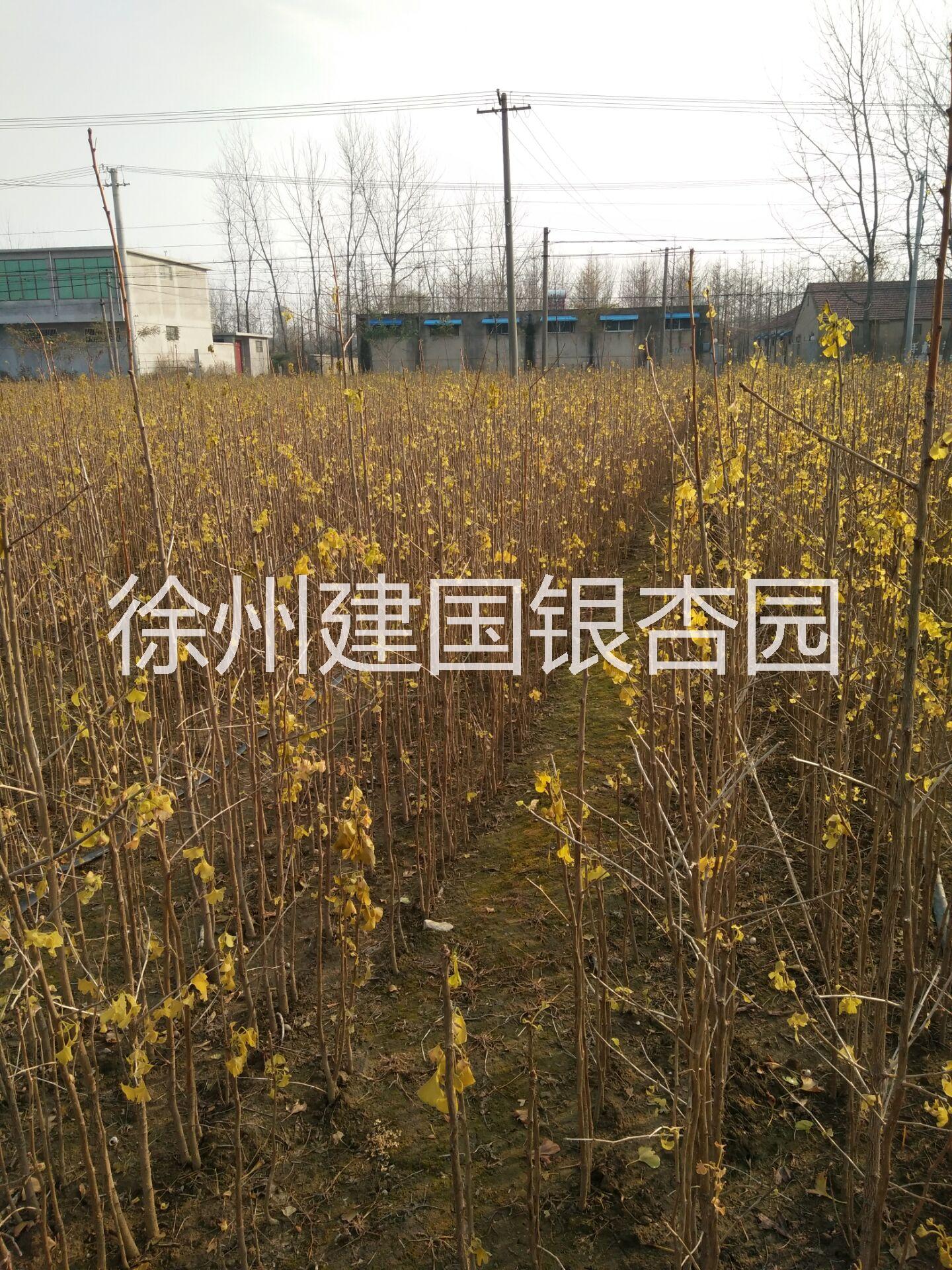 徐州市大量出售1.5米高银杏小苗厂家大量出售1.5米高银杏小苗