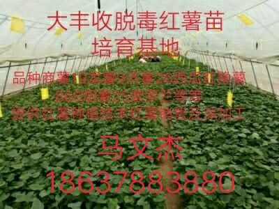 求购红薯苗基地-红薯苗价格质量批发