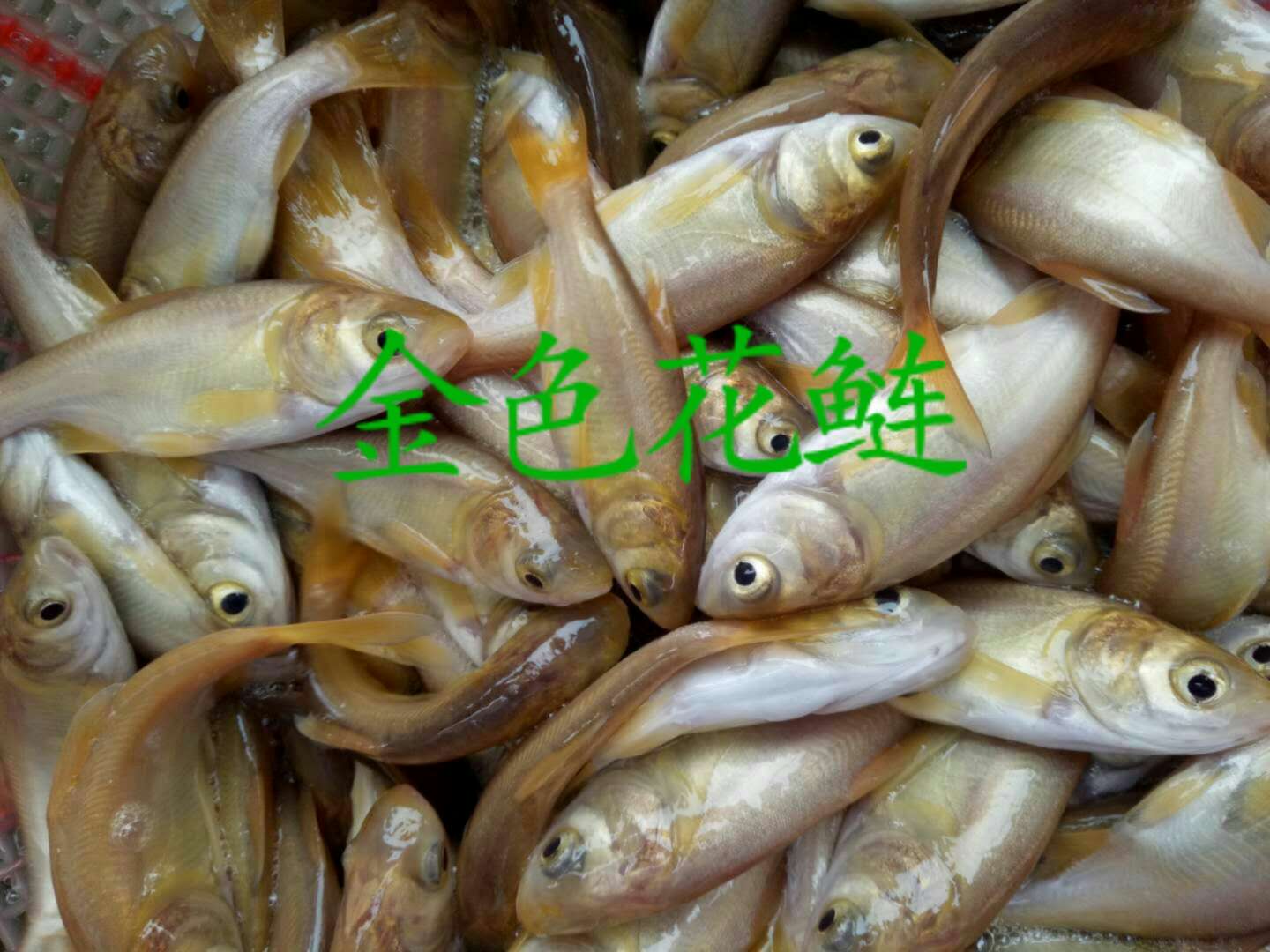广州市金色花鲢鱼厂家