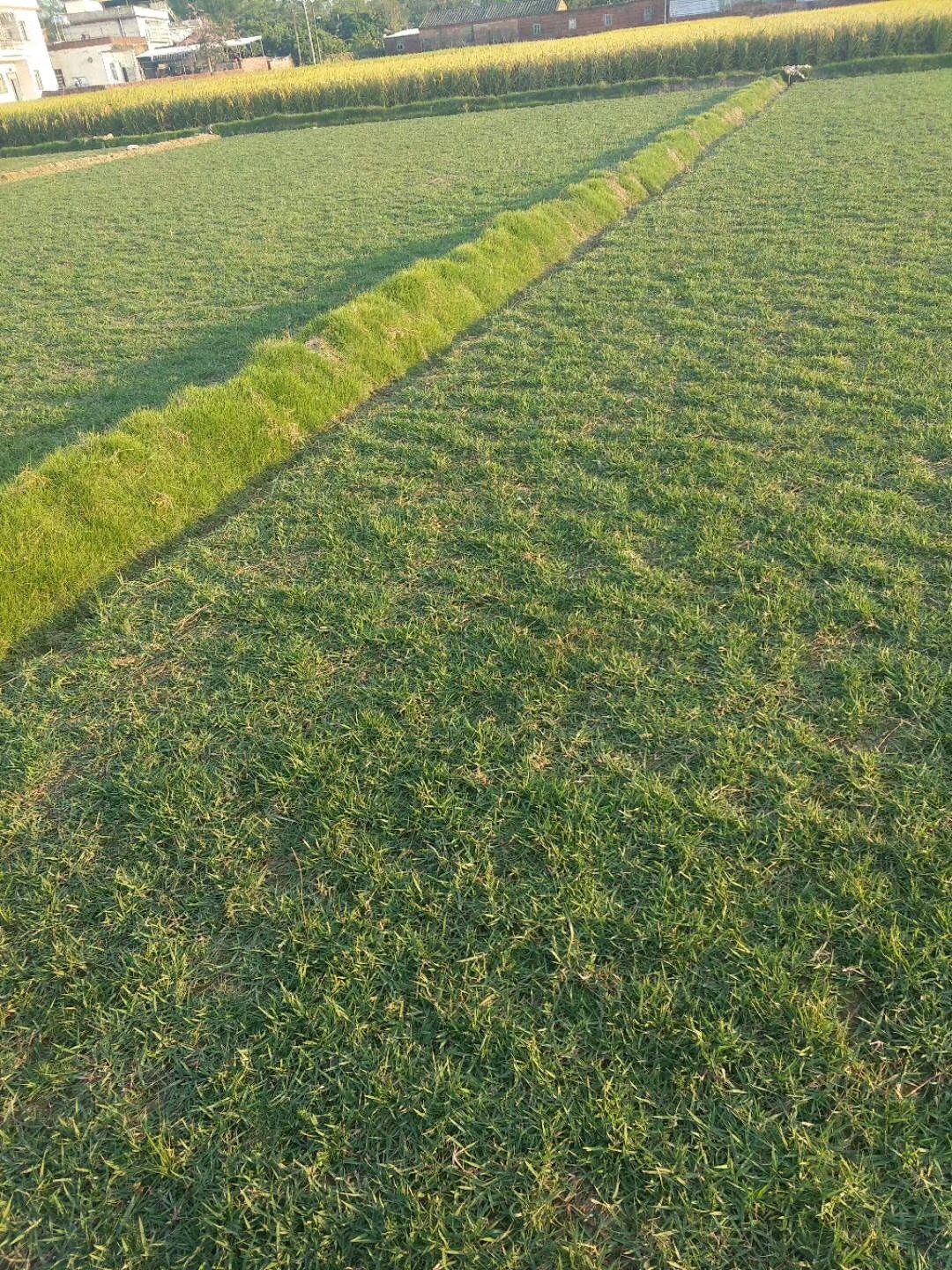 兰引三号 兰引三号草基地直销 兰引三号批发价格 兰引三号种植基地 兰引三号哪家好图片