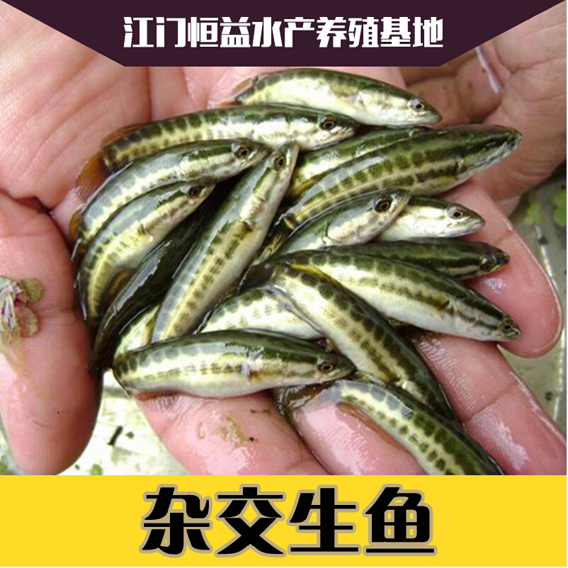 广西杂交生鱼鱼苗·供应杂交生鱼鱼苗·广东杂交生鱼鱼苗