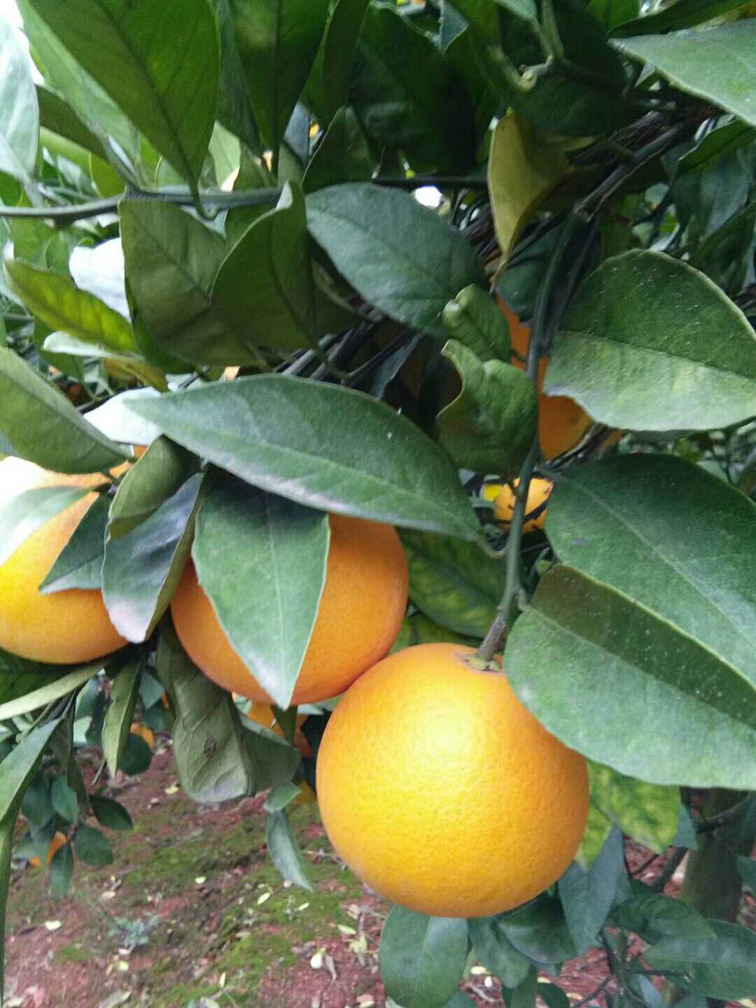 湖南东江湖橙子采摘 橙子批发  橙子供应 橙子价格