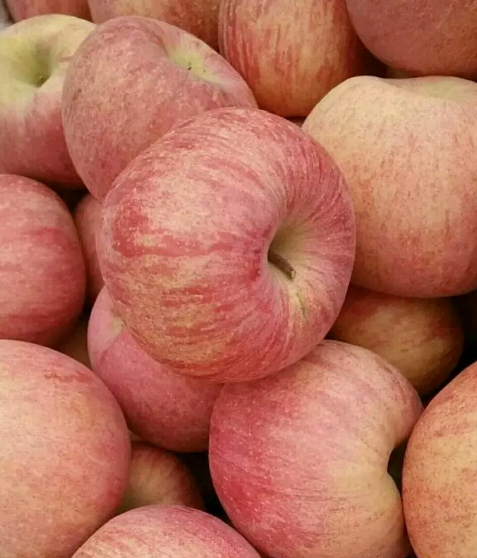 山东冷库优质红富士苹果大量供应批发