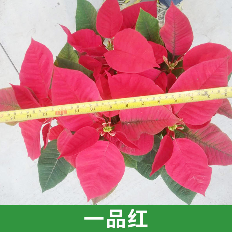 天和园艺供应一品红圣诞花摆设装饰盆栽 优质花卉直销