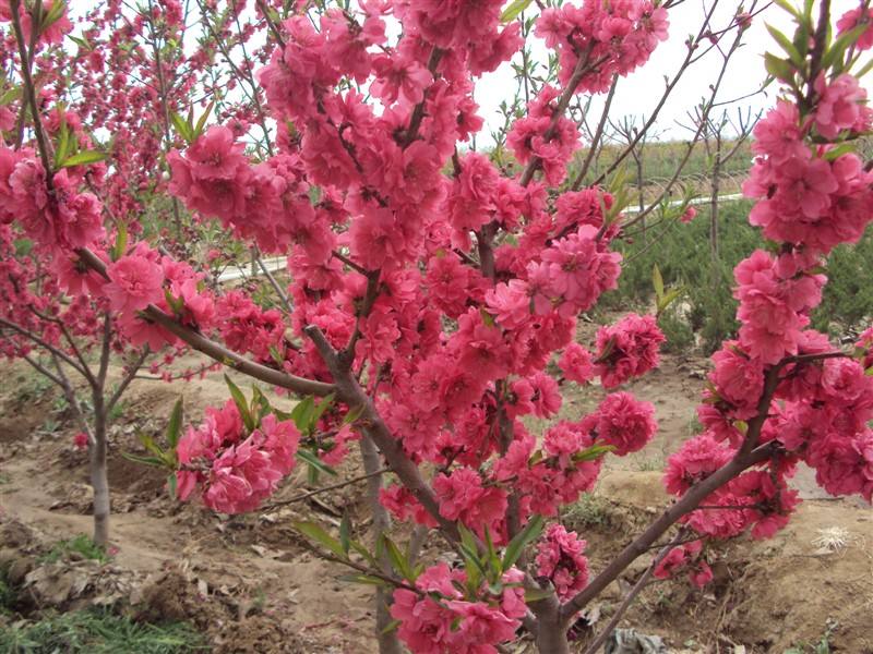 山东红叶碧桃种植基地直销价格