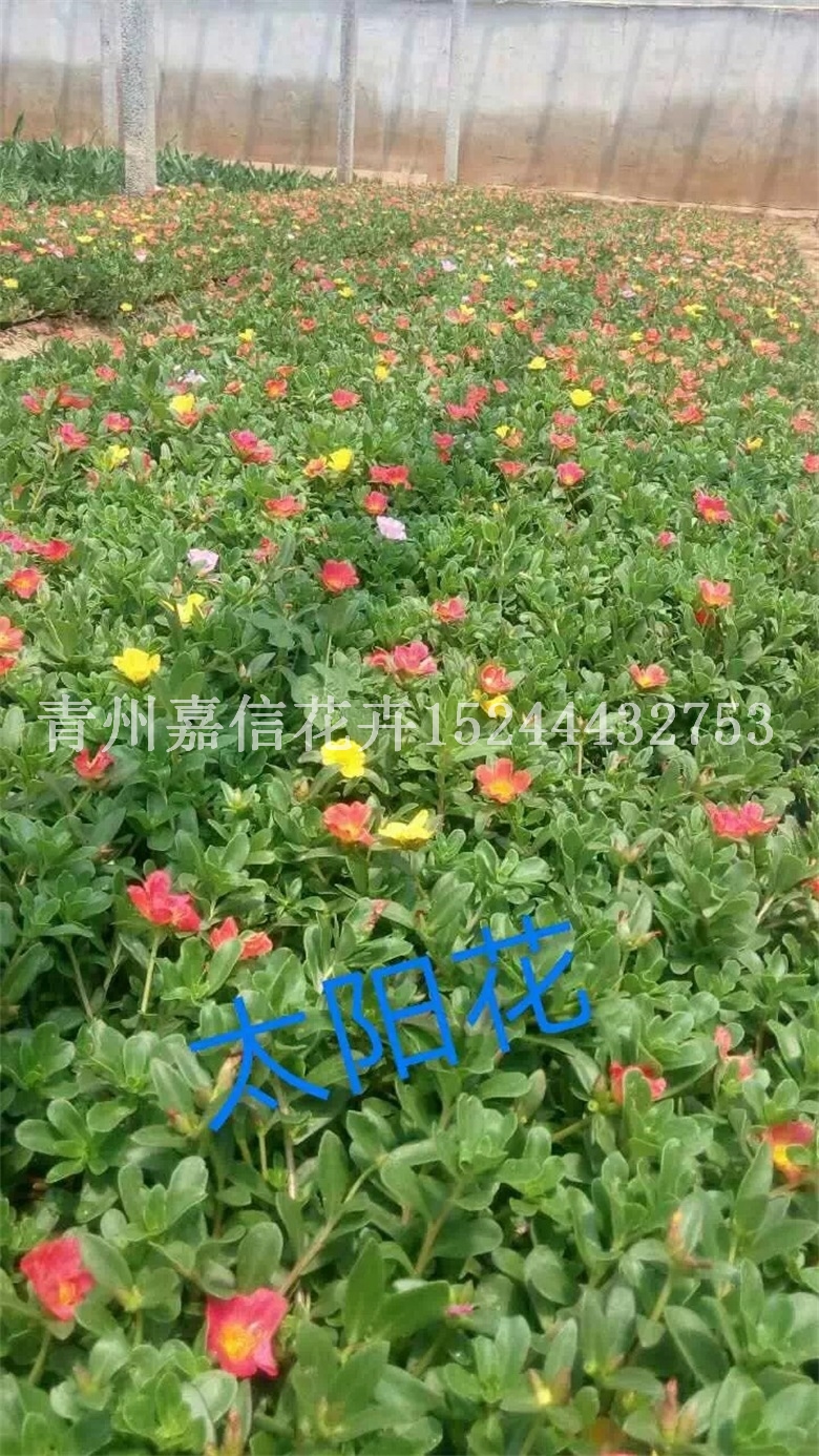 潍坊市太阳花厂家