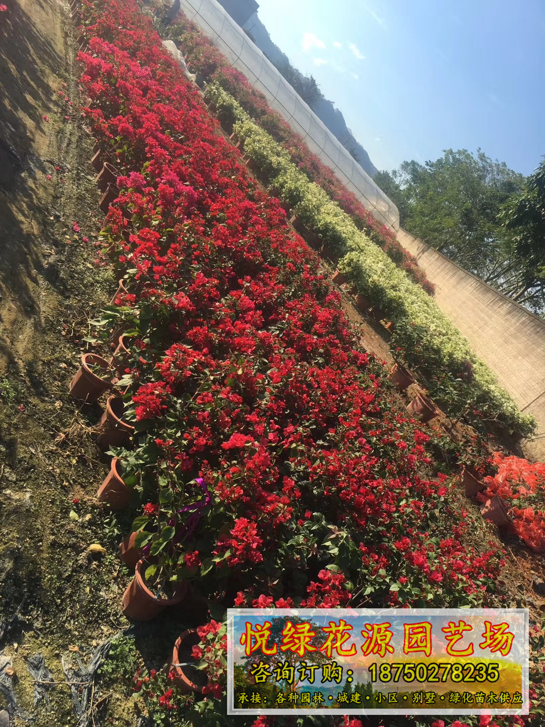三角梅福建漳州基地种植供应三角梅 自产自销 品种多样 颜色可选