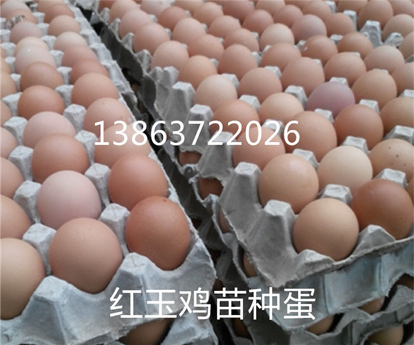 红玉鸡养殖技术，防疫程序图片