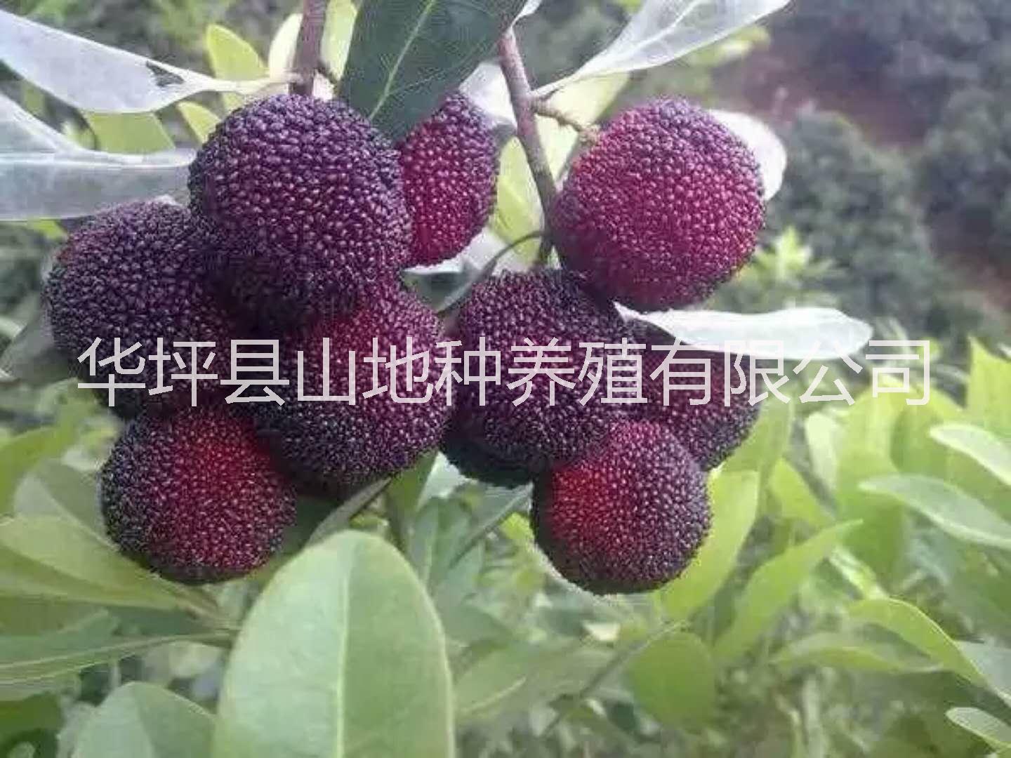 丽江杨梅供应商     杨梅的功效与作用     云南杨梅批发    生态杨梅
