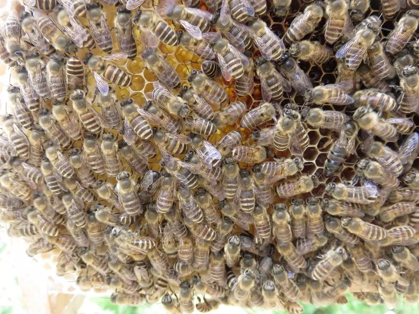 贵州蜜蜂养殖技术 凯里蜜蜂养殖技术 铜仁蜜蜂养殖技术基地  贵州蜜蜂养殖 贵州蜜蜂养殖基地 贵州蜜 贵州蜜蜂养殖技术支持