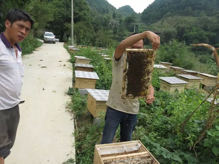 遵义蜜蜂养殖 遵义蜜蜂养殖技术 遵义蜜蜂养殖基地 遵义蜜蜂养殖厂