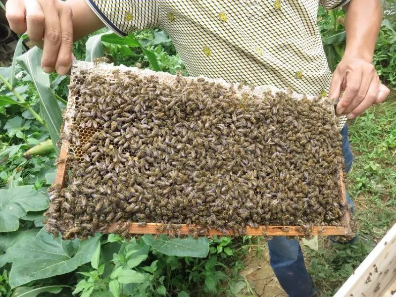 贵州中蜂 贵州中蜂养殖技术 贵州中蜂供应商 贵州中蜂批发商