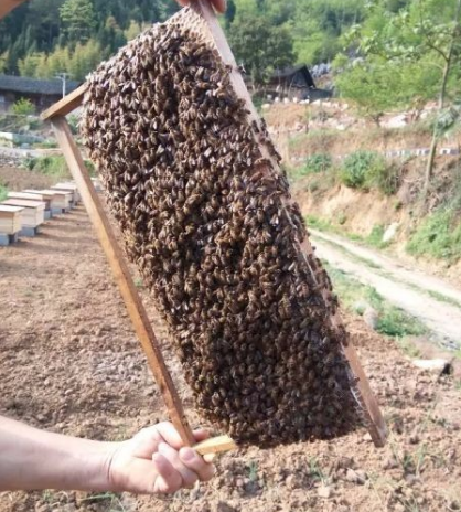 贵州老木顶蜜蜂养殖有限公司