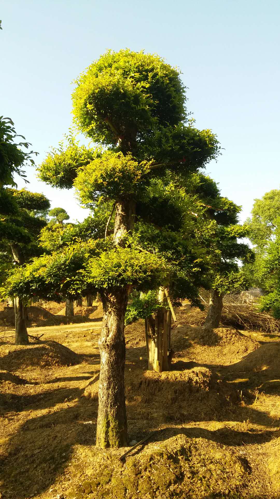 安庆榆树造型树种植基地批发价格/六安榆树造型树种植户电话