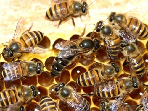 贵州土蜂养殖 贵州中蜂养殖 贵州中华蜂养殖 贵州中蜂培育出售