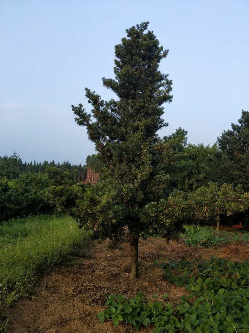 广西罗汉松广西罗汉松 大量供应优质苗木 产地直销 批发销售罗汉