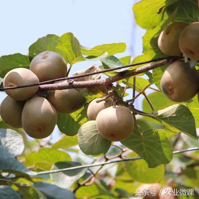 郑州市果树高产就用有机蛋白叶面肥厂家果树高产就用有机蛋白叶面肥瀚森碧格进口肥