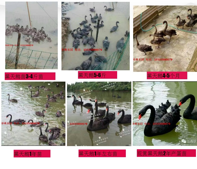 宜春市黑天鹅苗 黑天鹅活体 观赏黑天鹅厂家
